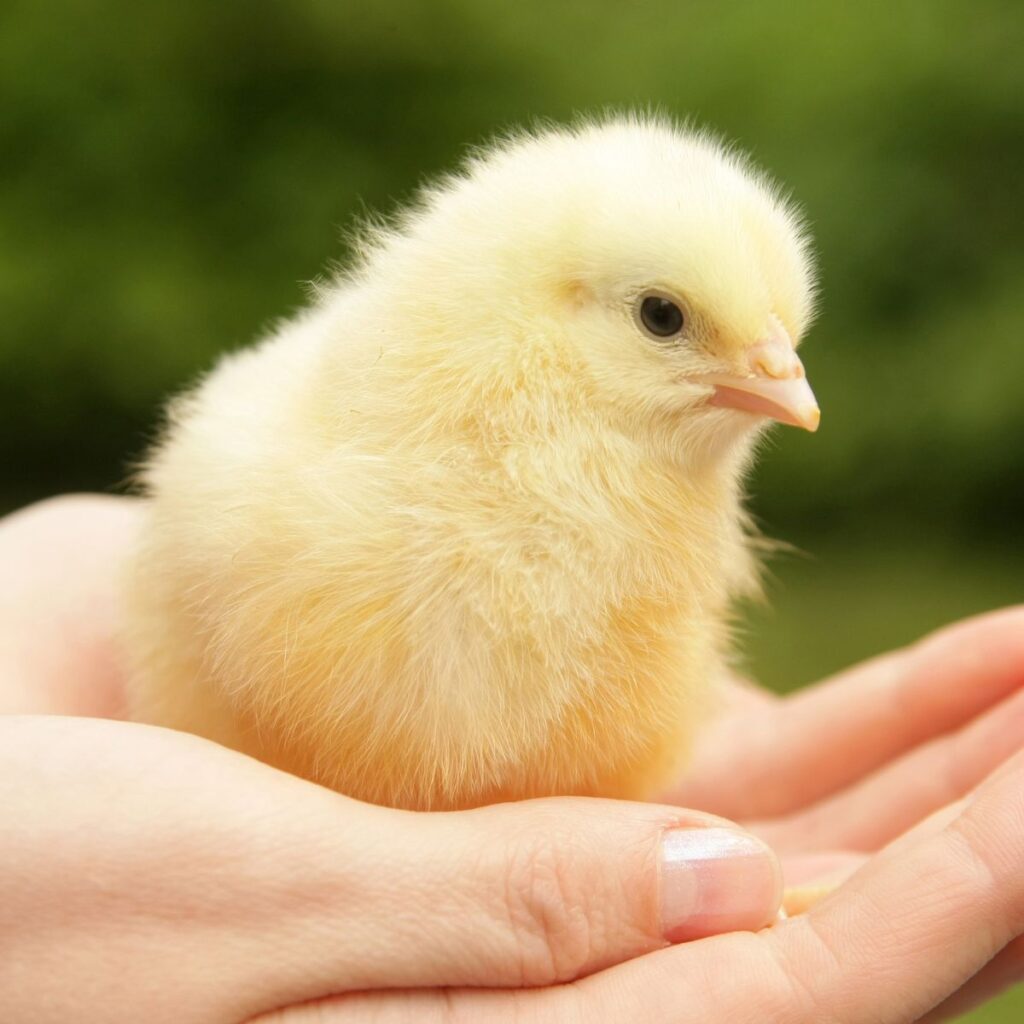 Fluffy baby yellow chick resting in the palm of a hand, capturing a tender and gentle moment with the tiny bird.